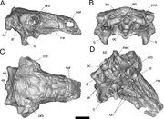 Skull of nodosaurid 