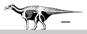 Modern skeletal diagram of I