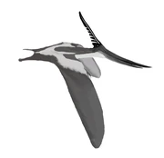 Life restoration of an adult male P