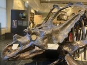 ChasmosaurCMNSkull