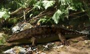 Eryops BW
