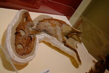Chasmosaurus juvenile