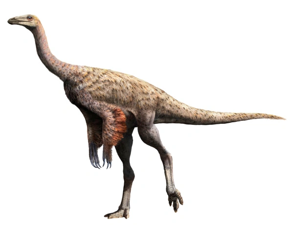 Struthiomimus, illustration. The fastest dinosaur runners were the  long-tailed ostrich-like dinosaurs such as Struthiomimus Stock Photo - Alamy