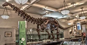 Apatosaurine specimen AMNH 460 at the AMNH as re-mounted in 1995