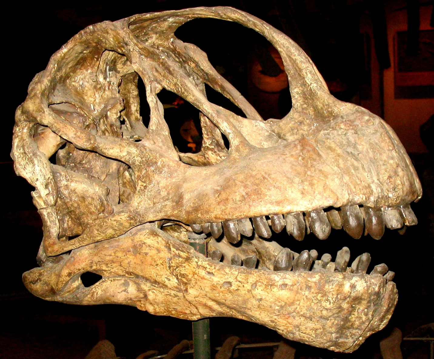 Camarasaurus | Jurassic Park Institute Wiki | Fandom