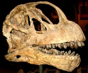 Camarasaurus lentus skull