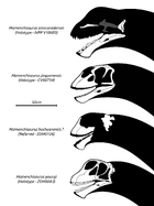 The holotype skulls of M. youngi, M. jingyanensis, and M. sinocanadorum, and a skull referred to M