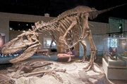 Dinosaur Park specimen (FMNH PR308) of , mounted at the Field Museum