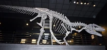 
"Big Al" at Museum of the Rockies.