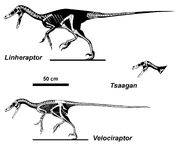 Comparison of some members of , featuring Linheraptor, Tsaagan and Velociraptor