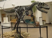 Allosaurus fragilis skeleton mounted in the lobby of the .