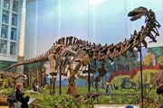 Apatosaurus louisae skeleton, Carnegie Museum