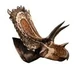 Jc bravoceratops