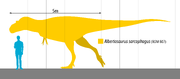 Size comparison