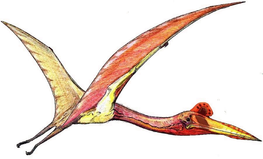 Tricky take-off kept pterodactyls grounded