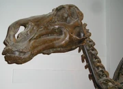 Skull cast, 