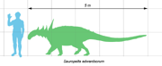 Sauropelta edwardsorum with a human for scale