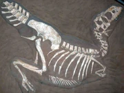 Cast of specimen PIN 553–1, holotype of now invalid Gorgosaurus lancinator