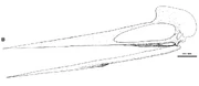 Skull reconstruction of Q