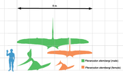 Geosternbergia scale