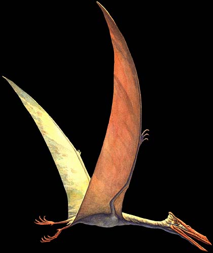 Dinosaur: Pterodactyl. /Na Restoration Of A Long-Tailed