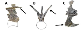 The 6th caudal of the holotype.