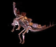 Mounted skeleton in bipedal posture, 