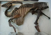 Holotype specimen of P
