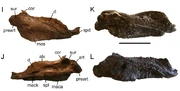 Mandibles (I, J), with those of related genera
