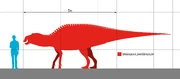 Size comparison with human