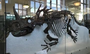 Styracosaurus "parksi" skeleton, specimen AM5372