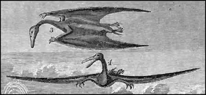 Early illustration of "Ornithochirus umbrosus" (now Pteranodon longiceps), when teeth were erroneously attributed to the species and the crest was unknown, 1872