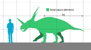 Size compared to a human