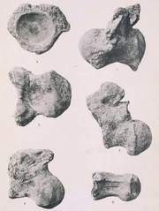 Holotypic caudal vertebrae