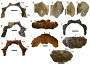 Cervical half rings and osteoderms