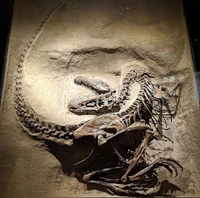 Sub-adult Gorgosaurus specimen in "", 