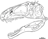Skull diagram of NCSM 14345