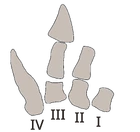 Drawing of the hand bones