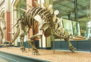 Outdated skeletal mount (lectotype and paralectotypes), Museum für Naturkunde. This mount was erected in 1925 and was disassembled in 2006