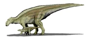  of an adult and juvenile