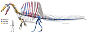 Digital skeletal reconstruction of Spinosaurus