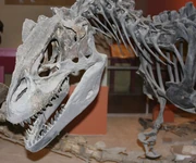 Skull of mounted Allosaurus skeleton (USNM4734) at the 