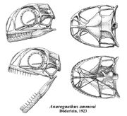 Anurognathus skull