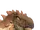 Jakapil