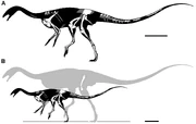 Diagrams showing holotype remains (A) and size of a lost femur (B)