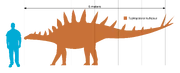 Size comparison