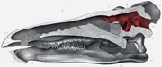 A Stegosaurus brain, highlighted in red.