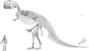 Skeletal restoration by William D