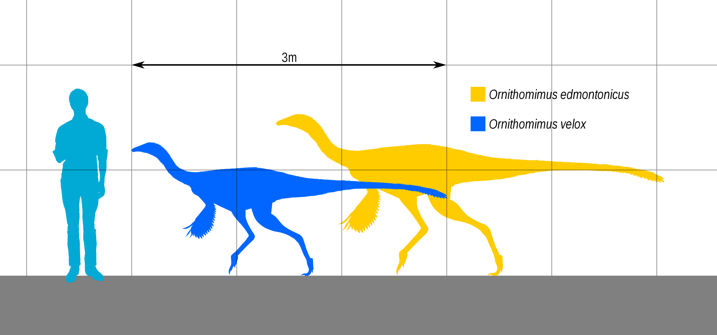 Struthiomimus, illustration. The fastest dinosaur runners were the  long-tailed ostrich-like dinosaurs such as Struthiomimus Stock Photo - Alamy
