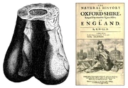 The cover of 's Natural History of Oxfordshire, 1677 (right). Plot's illustration of the lower extremity of a Megalosaurus femur (left).
